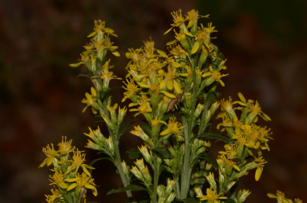 Solidago virgaurea / Verga d''oro comune